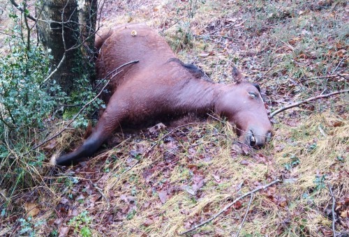 Bastión denuncia la muerte a tiros de varias reses en Salas (Asturias)